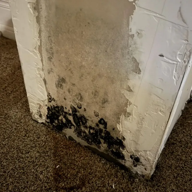 Professional Mold Removal in Berkley, MA